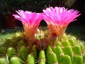 cactus-flower-garden-1200636.jpg