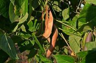 beans-a-vegetable-the-cultivation-of-914552.jpg