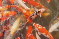 koi-pond-koi-pond-914888.jpg