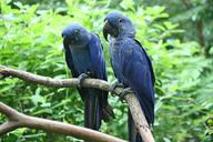 parrots-birds-blue-exotic-zoo-281517.jpg