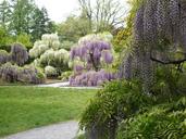 flowers-wisteria-spring-blooming-1574967.jpg