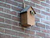 blue-tit-hatch-birdhouse-bird-944337.jpg