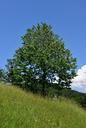 tree-deciduous-tree-landscape-799922.jpg