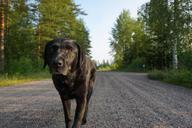 labrador-dog-walk-dirt-road-1157347.jpg