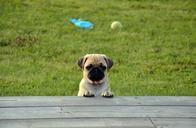 dog-pug-puppy-861141.jpg