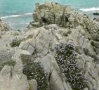 Erigonum_fasciculatum_on_rocks_at_Monterey,_California.jpg