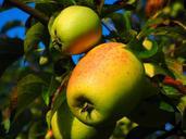 apple-apple-tree-fruit-frisch-694010.jpg