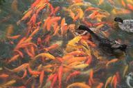 koi-fish-fish-pond-water-carp-386056.jpg