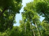 beech-wood-deciduous-forest-forest-230992.jpg