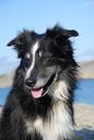 dog-border-collie-black-and-white-658004.jpg