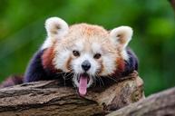 red-panda-yawns-english-speaking-1194506.jpg