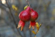 pomegranate-beautiful-nature-529253.jpg