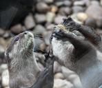 otter-cute-feed-feeding-animal-1175008.jpg