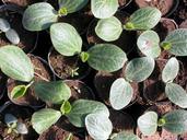 organic-seedlings-port-75579.jpg