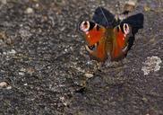 peacock-butterfly-butterfly-close-486059.jpg