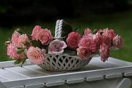 still-life-roses-pink-shell-garden-946519.jpg