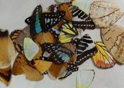 butterfly-wings-insects-1041450.jpg