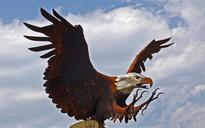 bald-eagle-bird-animal-landing-50097.jpg