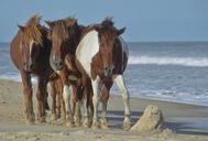 horse-beach-wild-ocean-sea-animal-696892.jpg