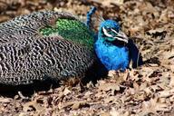 peacock-bird-pheasant-feather-blue-411040.jpg