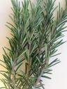 rosemary-herb-kitchen-cook-spice-1048970.jpg