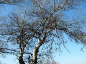 birch-tree-tree-landscape-nature-593573.jpg