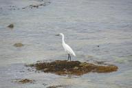 egret-wildlife-bird-nature-1498267.jpg