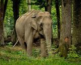 elephant-big-animal-wild-mammal-399305.jpg