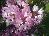 rhododendron-pink-vernal-139382.jpg