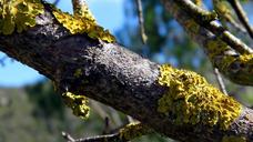 trunk-tree-tree-bark-bark-yellow-1124797.jpg