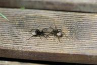 female-garden-wolf-spider-443182.jpg