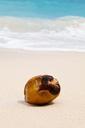 coconut-tropical-ocean-sand-sea-84538.jpg