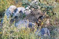 leopard-yawn-tired-wake-up-61701.jpg