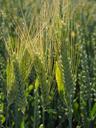 barley-barley-field-cereals-field-592497.jpg