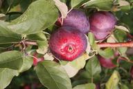 apple-orchard-vermont-food-red-1218484.jpg