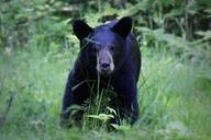 American black bear ursus americanus.jpg