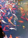 goldfish-koi-fish-orange-pond-1416289.jpg