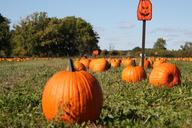 pumpkin-pumpkin-patch-fall-autumn-1693018.jpg