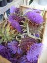 artichoke-flower-violet-basket-406151.jpg