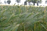 barley-fields-nature-field-808833.jpg