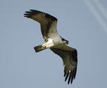 bird-osprey-flying-wildlife-nature-1480675.jpg