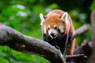 Red Panda (29744822865).jpg