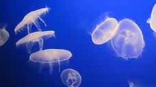 sea-jelly-jellyfish-creature-deep-211880.jpg