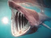 shark-ocean-sea-water-animal-447430.jpg