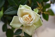 cream-rose-perfect-bloom-flower-272946.jpg