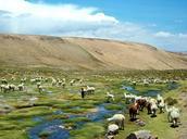 alpaca-peru-flame-field-alpacas-537076.jpg