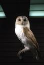 owl-barn-raptor-bird-eyes-owl-756974.jpg