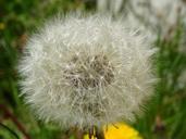 weed-dandelion-flower-plant-seed-792486.jpg