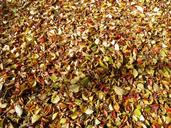 autumnal-leaves-deciduous-trees-leaf-176998.jpg