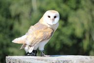 raptor-wild-bird-barn-owl-284718.jpg